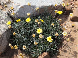 Euryops othonnoides (DC.) B. Nordenst. resmi