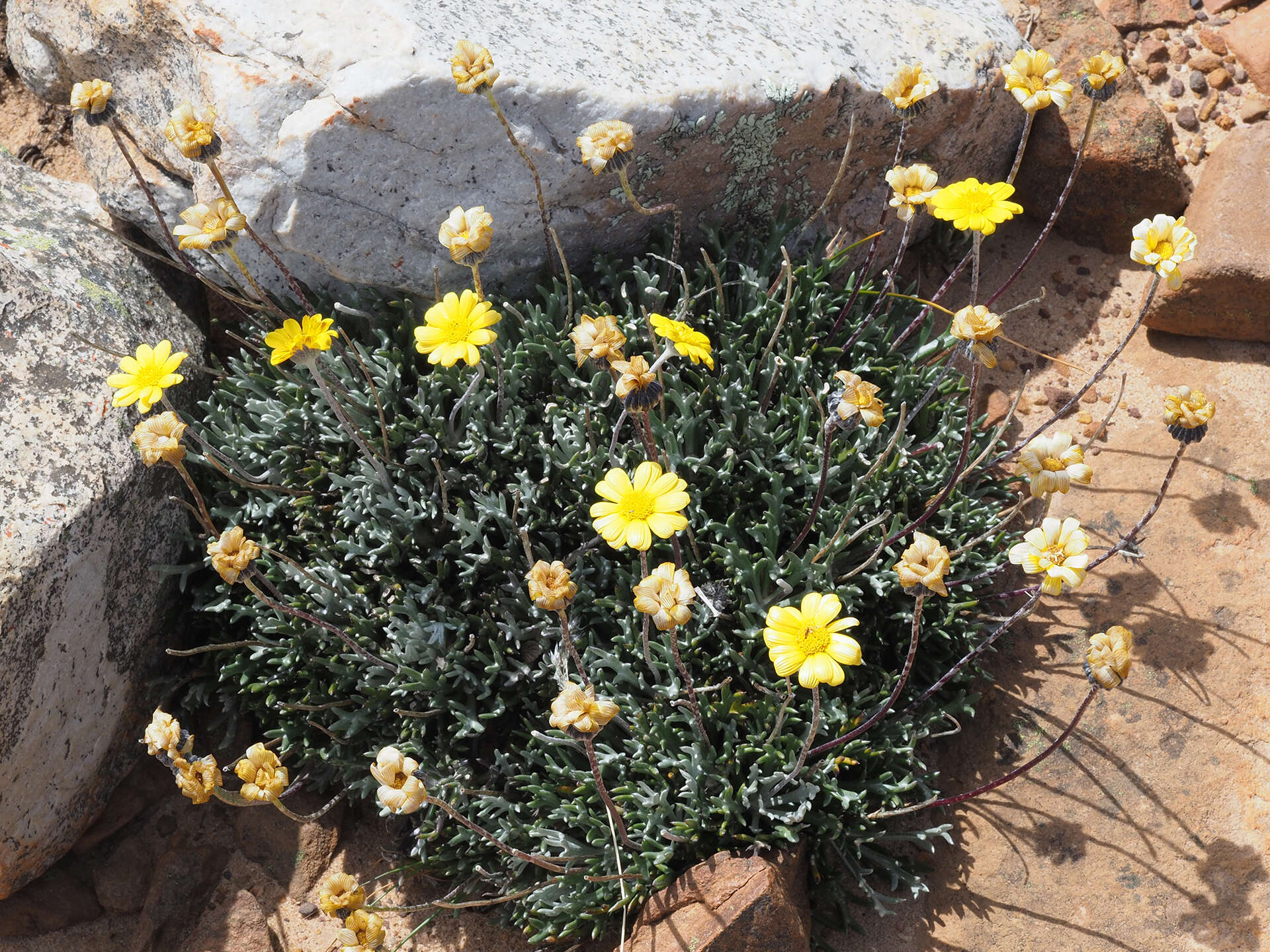 Euryops othonnoides (DC.) B. Nordenst. resmi