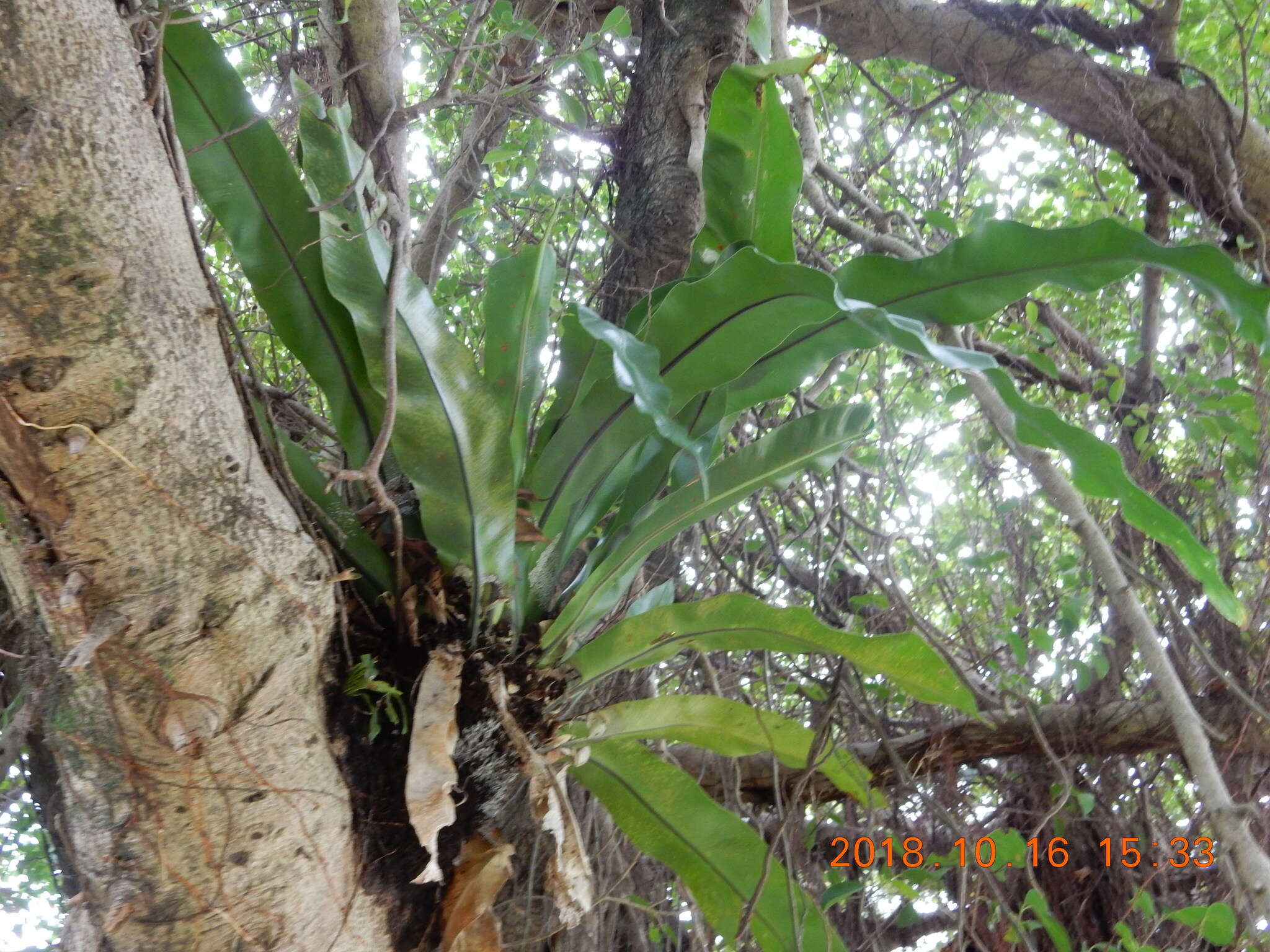 Image of Asplenium antiquum Mak.