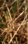 Image of Persian ryegrass