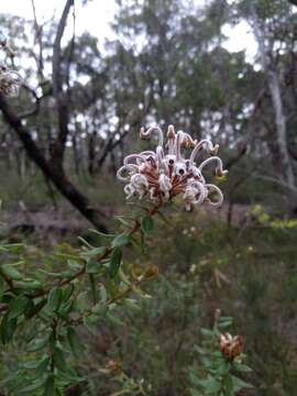 Image of Grevillea buxifolia subsp. buxifolia