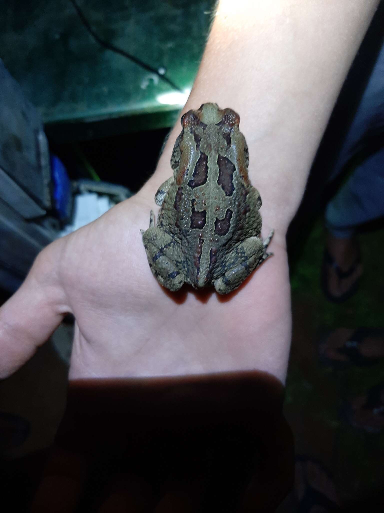 Image of Sclerophrys poweri (Hewitt 1935)