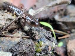 Image of Siskiyou Mountains salamander