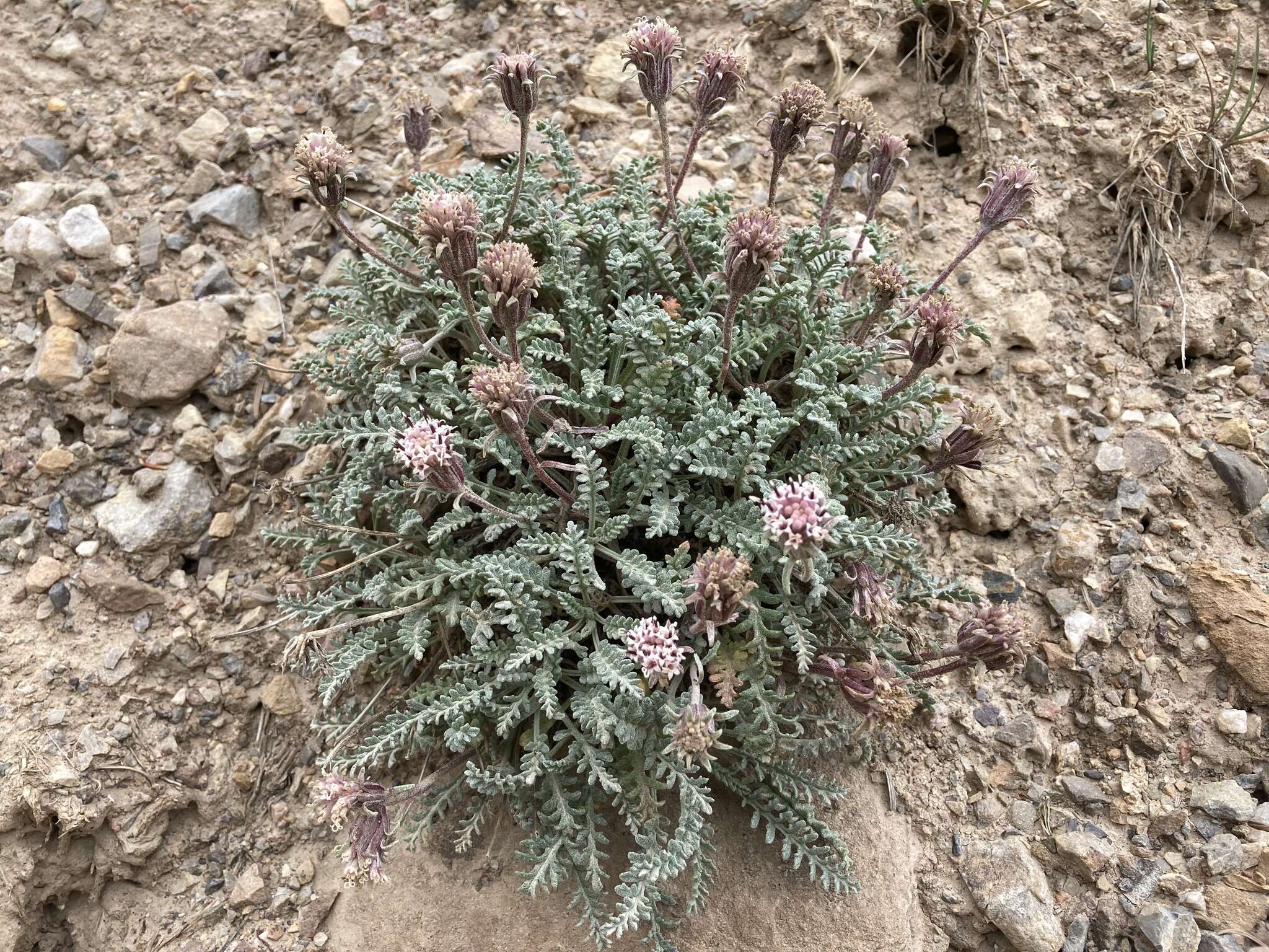 Image of alpine dustymaiden