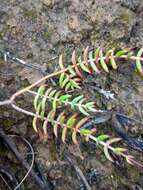 Crassula tetragona subsp. lignescens Tölken resmi