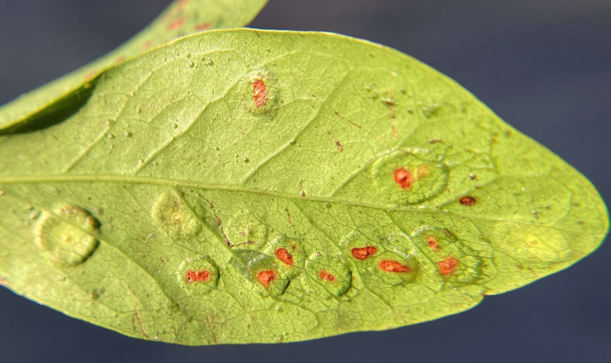 Image of Tanaostigmodes pithecellobiae La Salle 1987