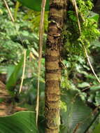 Image of Bactris setosa Mart.