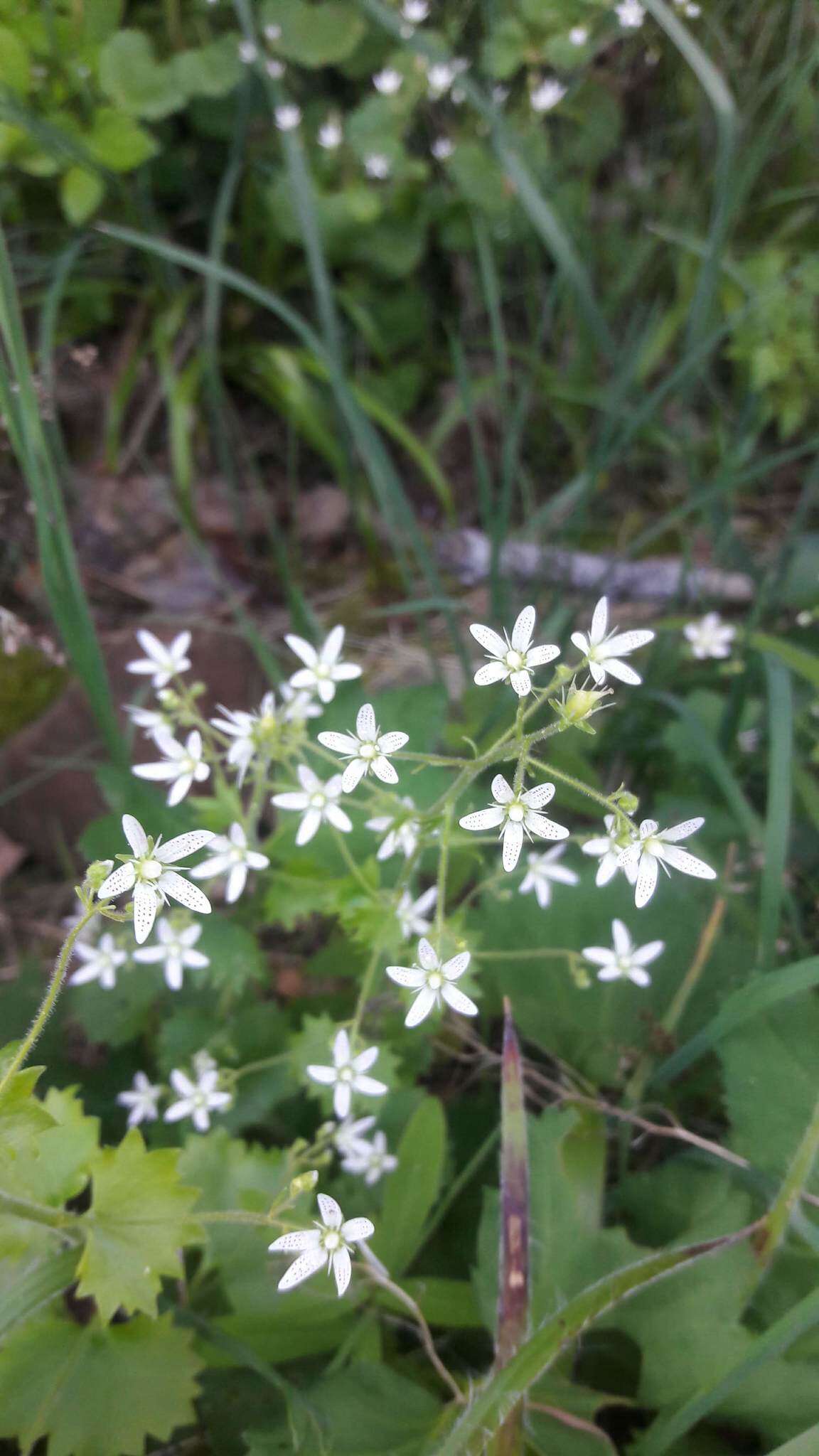 Image of Saxifraga rotundifolia subsp. rotundifolia