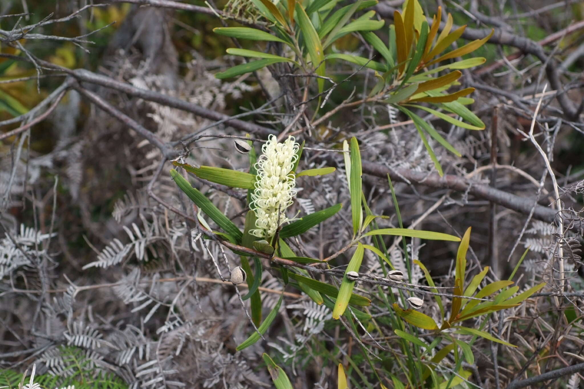 Image de Grevillea exul Lindl.