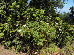 Plancia ëd Argyranthemum broussonetii (Pers.) C. J. Humphries