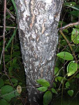 Image of Common Birch