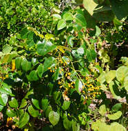 Image of Florida poisontree