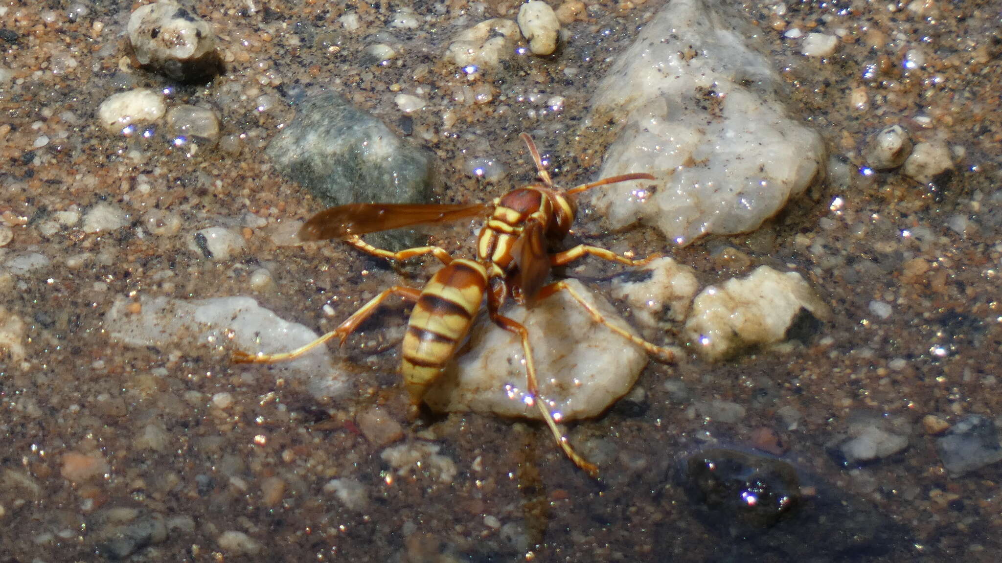 Image of Polistes dorsalis californicus Bohart 1949