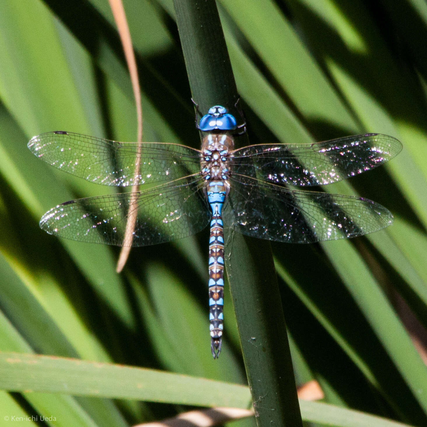 Image of Blue-eyed Darner