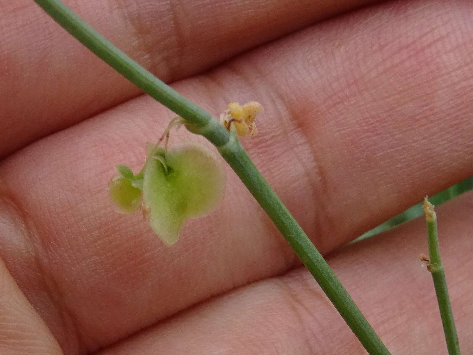 Image of Rumex induratus Boiss. & Reuter