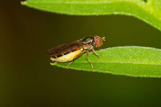 Image of Melanostoma univittatum (Wiedemann 1824)