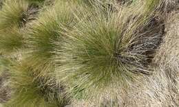 Imagem de Muhlenbergia macroura (Kunth) Hitchc.