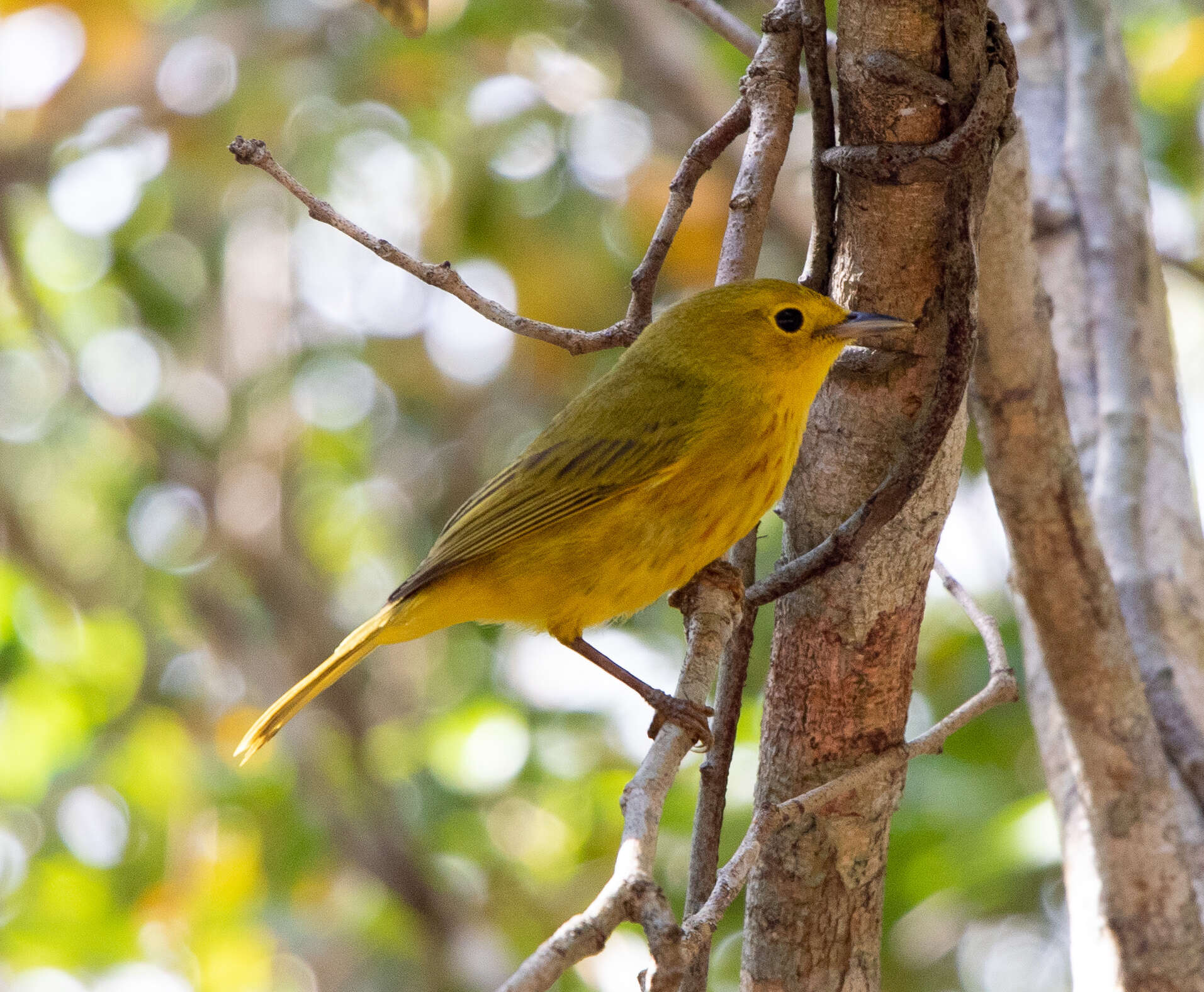 Imagem de Setophaga petechia rufivertex (Ridgway 1885)