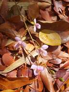 Image of wallflower orchid