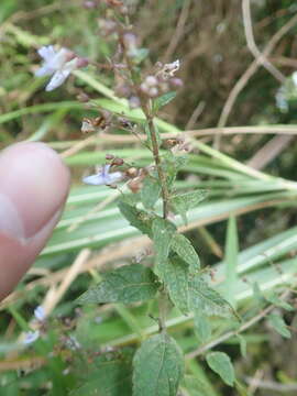 Image de Isodon amethystoides (Benth.) H. Hara