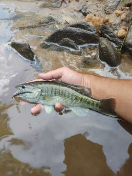 Image of Tallapoosa bass