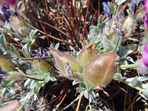 Image of Oxytropis tragacanthoides DC.