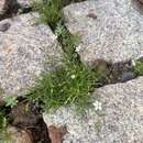 Image of Spergularia flaccida (Madden) I. M. Turner