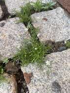 Image of Spergularia flaccida (Madden) I. M. Turner