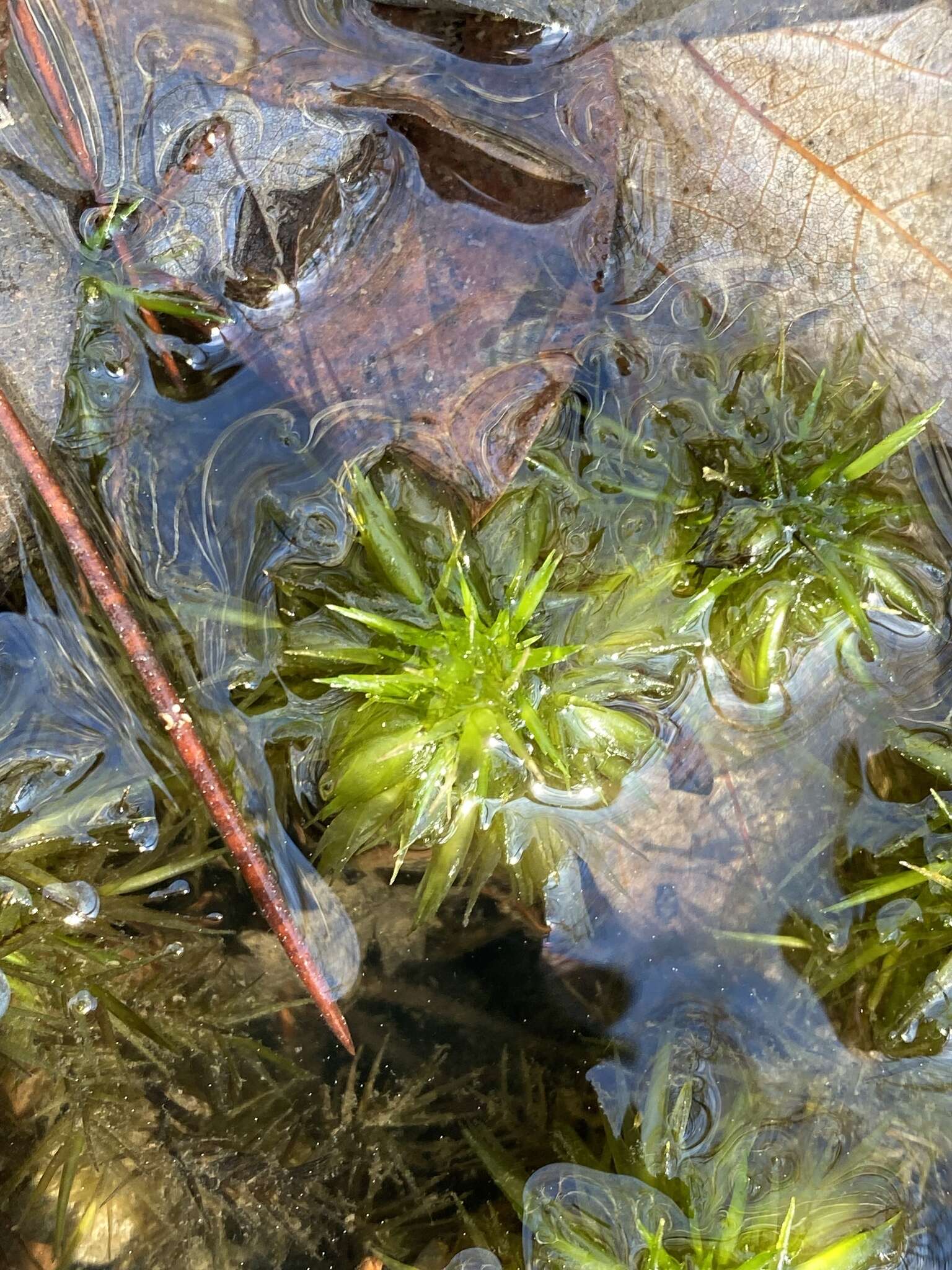 Sphagnum macrophyllum Bernhardi ex Bridel 1826的圖片