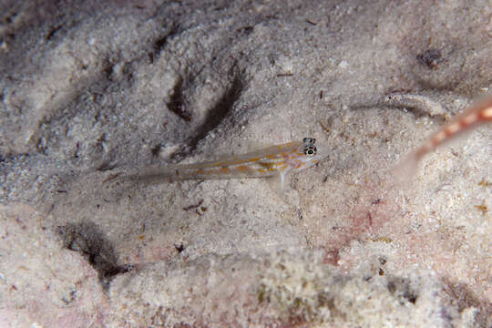 Image of Pallid Goby