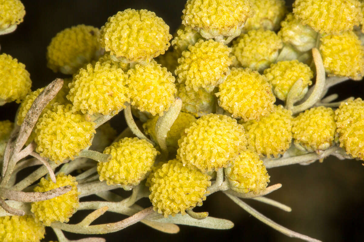 Image of Artemisia arborescens L.