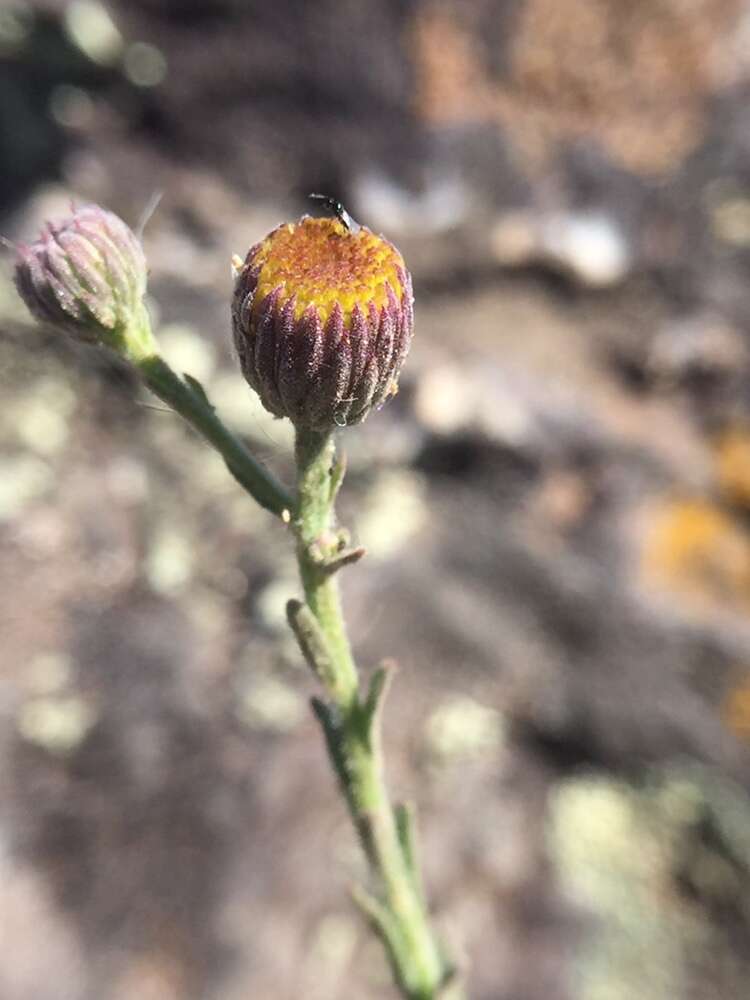 Image of rockloving erigeron