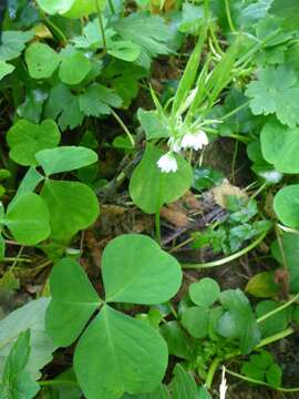 Image of Trillium-Leaf Wood-Sorrel