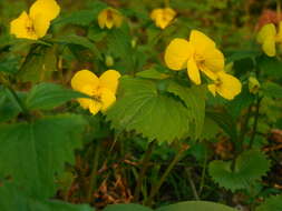 Image of Viola uniflora L.