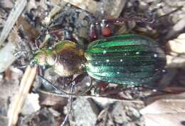 Carabus (Chrysocarabus) auronitens escheri Palliardi 1825 resmi