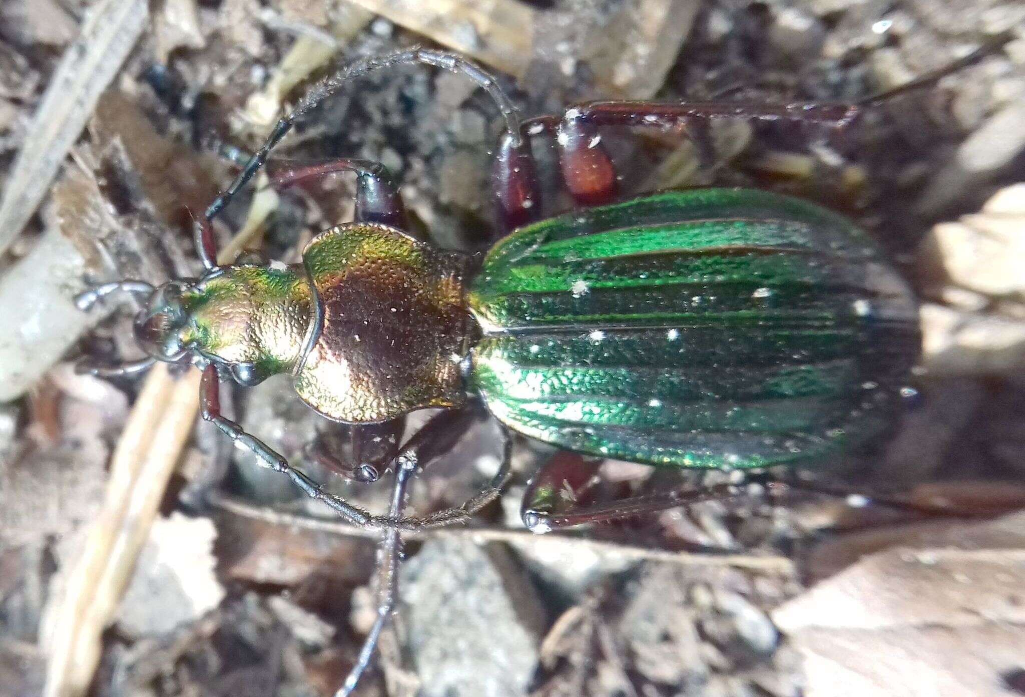 Carabus (Chrysocarabus) auronitens escheri Palliardi 1825 resmi