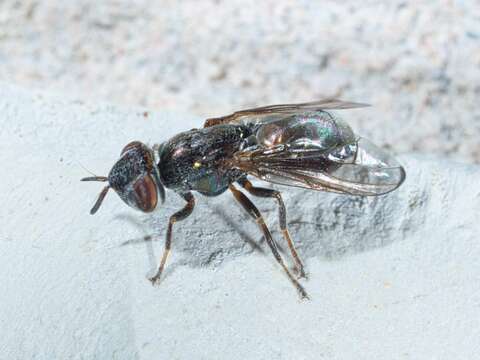 Image of Senopterina foxleei Shewell 1962