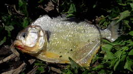 Image of Red-bellied piranha