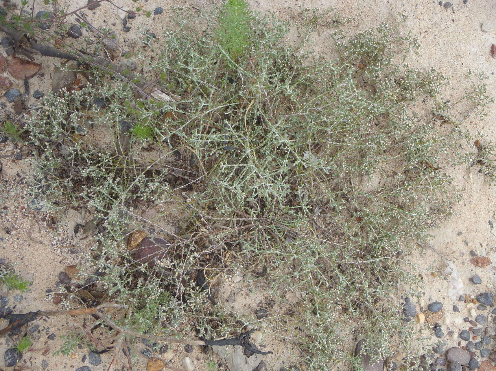 Image of Helichrysum asperum (Thunb.) Hilliard & Burtt