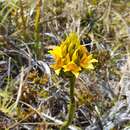 Image of Megastylis paradoxa (Kraenzl.) N. Hallé