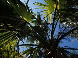 Image of Bermuda Palm