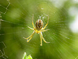 Image of Lined Orbweaver