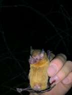 Image of Orange-throated Bat