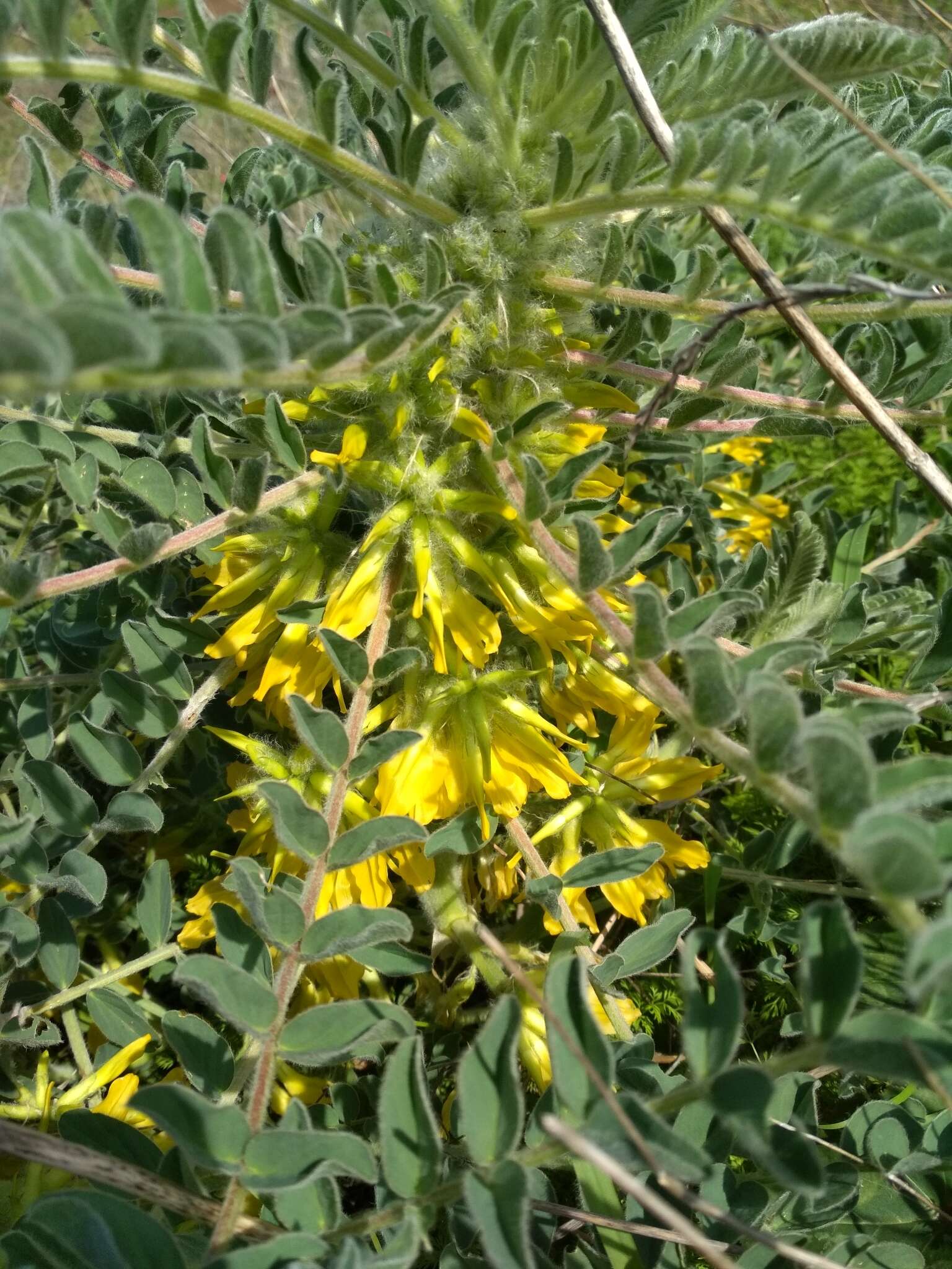 Plancia ëd Astragalus macrocarpus DC.