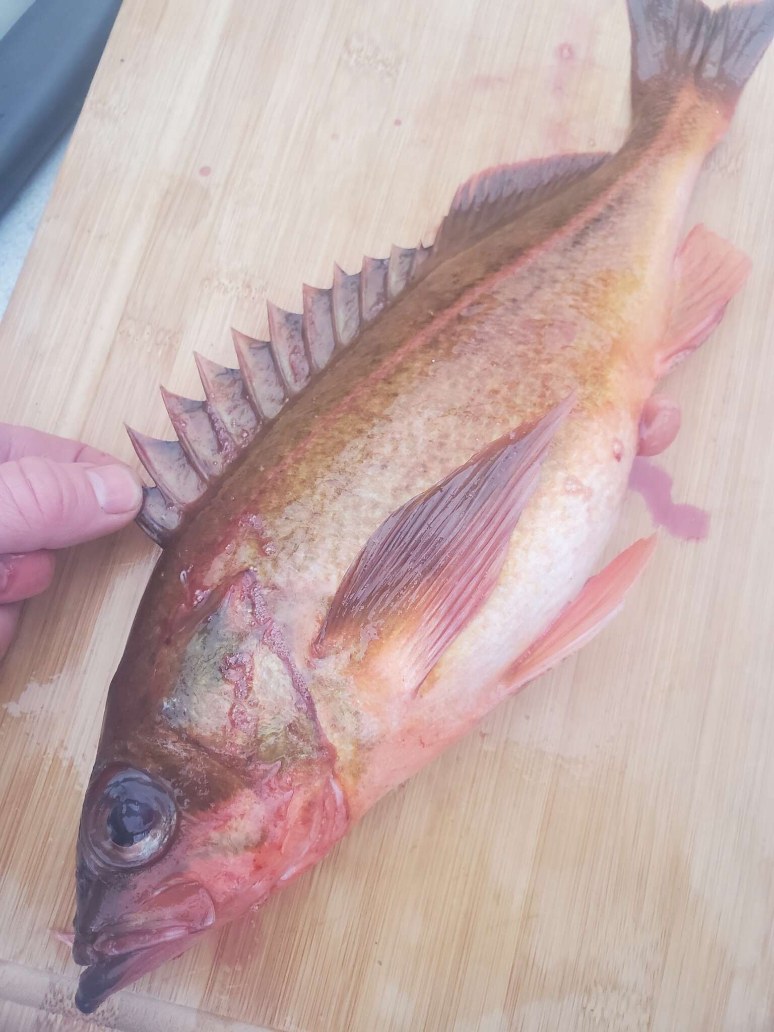 Image of Redstripe rockfish