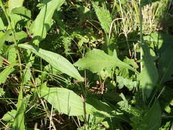 Image of Centaurea jacea subsp. jacea