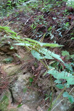 Image of Aralia decaisneana Hance