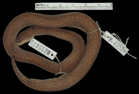Image of Hallowell's Ground Snake