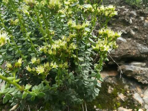 Image of Sedum calcicola Robinson & Greenm.