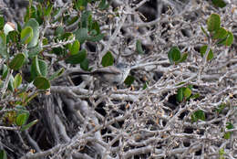 Image of Coastal California gnatcatcher